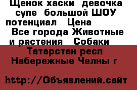 Щенок хаски, девочка супе, большой ШОУ потенциал › Цена ­ 50 000 - Все города Животные и растения » Собаки   . Татарстан респ.,Набережные Челны г.